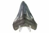 2.95" Juvenile Megalodon Tooth - South Carolina - #130089-2